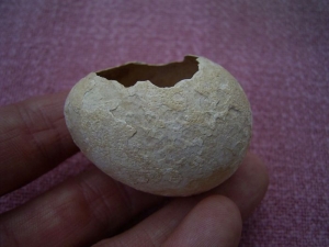 Egg found in the Sahara desert