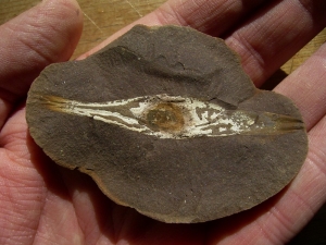 Hai Ei mit Dotter und Embryoresten