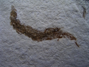 Fisch frisst Fisch aus dem Pleistozän von El Salvador