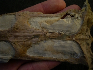 Nothosaurus Schädel aus dem Muschelkalk