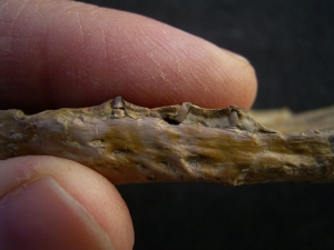 Nothosaurus Schädel aus dem Muschelkalk