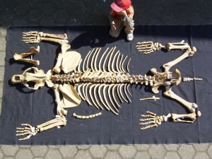 A1 Cave bear Skeleton # 1