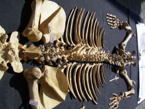 A1 Höhlenbär Skelett # 1