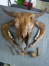 Bison Schädel und Embryo-Knochen