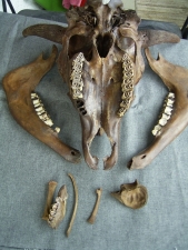A3 Bison Schädel und Embryo-Knochen
