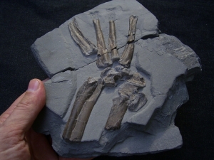 Steneosaurus foot Holzmaden