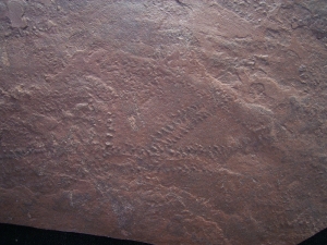 Arthropod tracks slab, lower triassic age