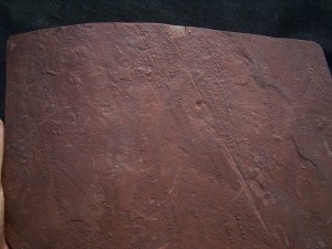 Arthropoden Spurenplatte aus dem Buntsandstein
