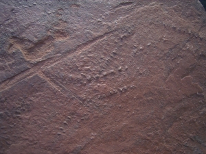 Arthropod tracks slab, lower triassic age