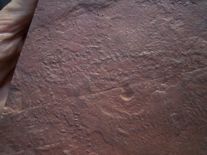 Arthropoden Spurenplatte aus dem Buntsandstein