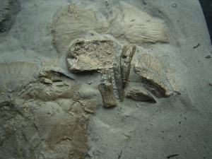 Ichthyosaur partial skeleton with skull and paddle