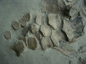 Ichthyosaurier Teilskelett mit Schädel und Paddel