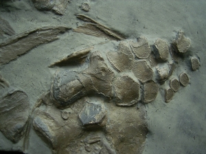 Ichthyosaur partial skeleton with skull and paddle