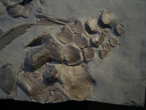 Ichthyosaurier Teilskelett mit Schädel und Paddel