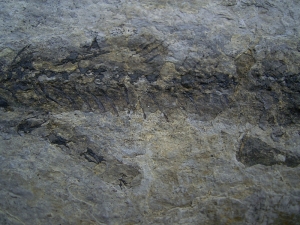 Discosauriscus, slab with three amphibian skeletons