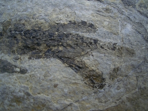 Discosauriscusplatte, Stein mit drei Amphibien-Skeletten