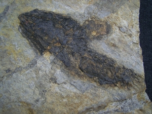 Discosauriscusplatte, Stein mit drei Amphibien-Skeletten