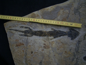 Discosauriscus, slab with three amphibian skeletons