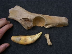 Lion fossils: Pelvic bone, tail vertebra and tooth