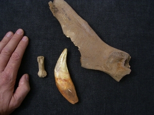 Löwenknochen Lot: Becken, Schwanzwirbel, Zahn