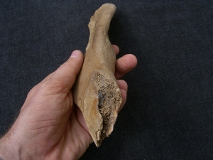 Lion fossils: Pelvic bone, tail vertebra and tooth