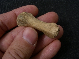 Lion fossils: Pelvic bone, tail vertebra and tooth