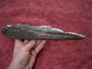 Metoposaurus Kiefer mit Zähnen