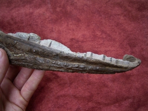 Metoposaurus Kiefer mit Zähnen