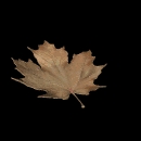 Leaves inside Travertine