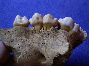 Cave bear skull fragment with three teeth