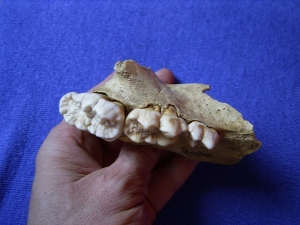 Cave bear skull fragment with three teeth