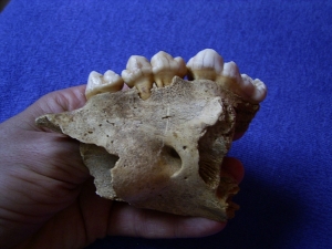 Cave bear skull fragment with three teeth