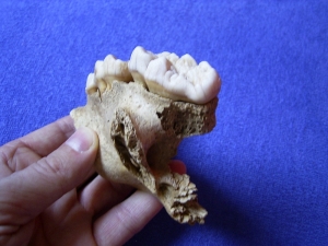 Cave bear skull fragment with three teeth