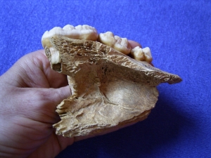 Cave bear skull fragment with three teeth