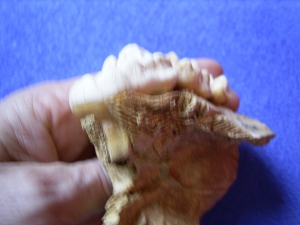 Cave bear skull fragment with three teeth