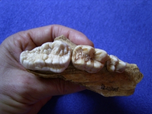 Cave bear skull fragment with three teeth