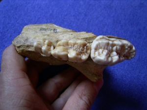 Cave bear skull fragment with three teeth