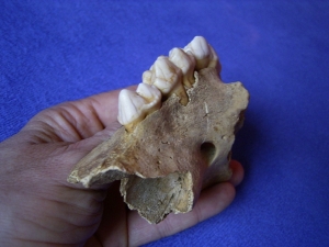 Cave bear skull fragment with three teeth