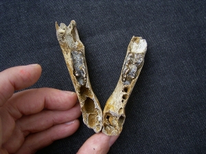 Höhlenbär Baby Kieferäste rechts und links