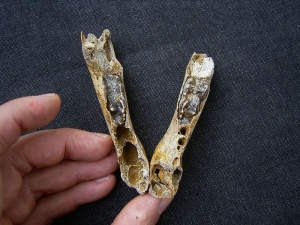 Cave bear baby jaws - both sides