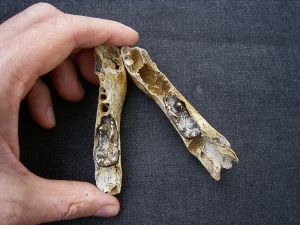Cave bear baby jaws - both sides