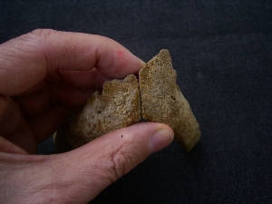 Cave bear baby jaws - both sides