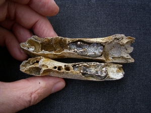 Cave bear baby jaws - both sides