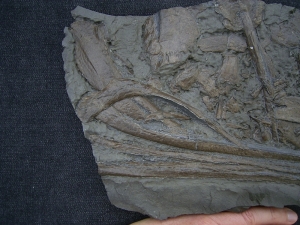Ichthyosaur skull piece