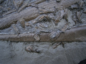 Ichthyosaurus Schädelstück