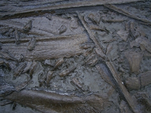 Ichthyosaur skull piece