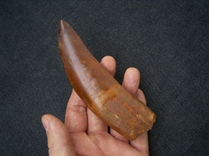 Carcharodontosaur tooth, African T-Rex
