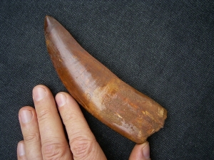 Carcharodontosaur tooth, African T-Rex