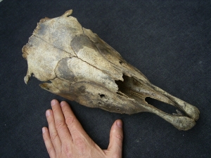 Wild horse skull - juvenile