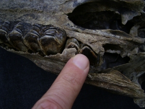 Wild horse skull - juvenile